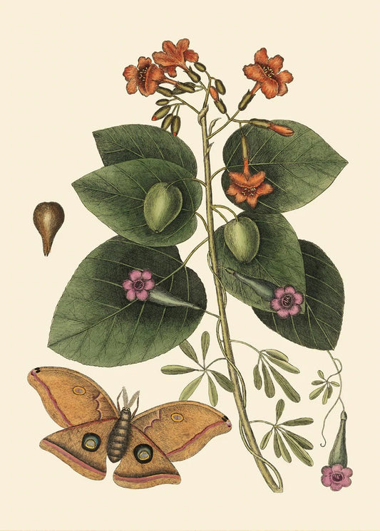 Dyb. Blume - oranger Schmetterling