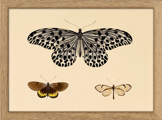 Dyb. Minitprint Three Butterflies