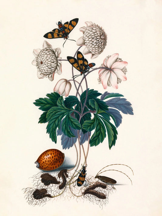 Dyb. Blume weiß, Schmetterlinge