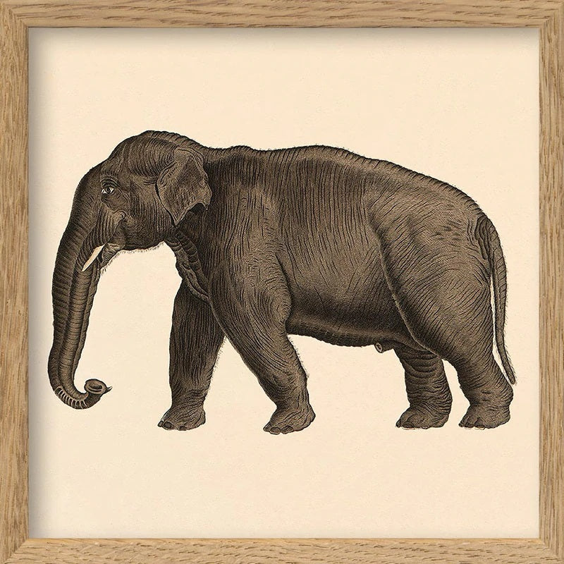Dyb. Miniprint Elefant
