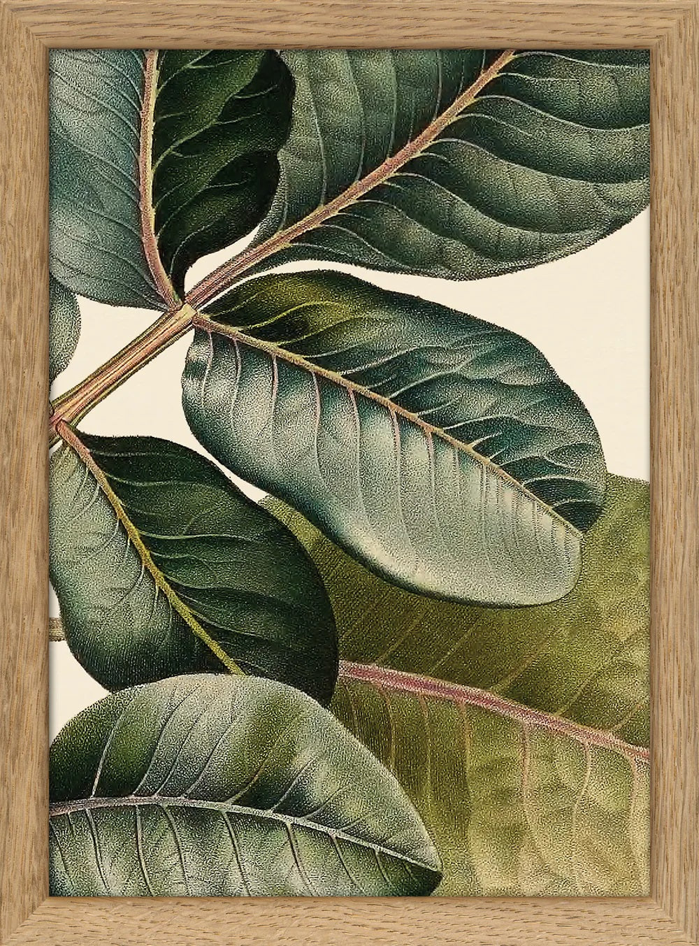 Dyb. Blätter, ledrig 15x21 cm