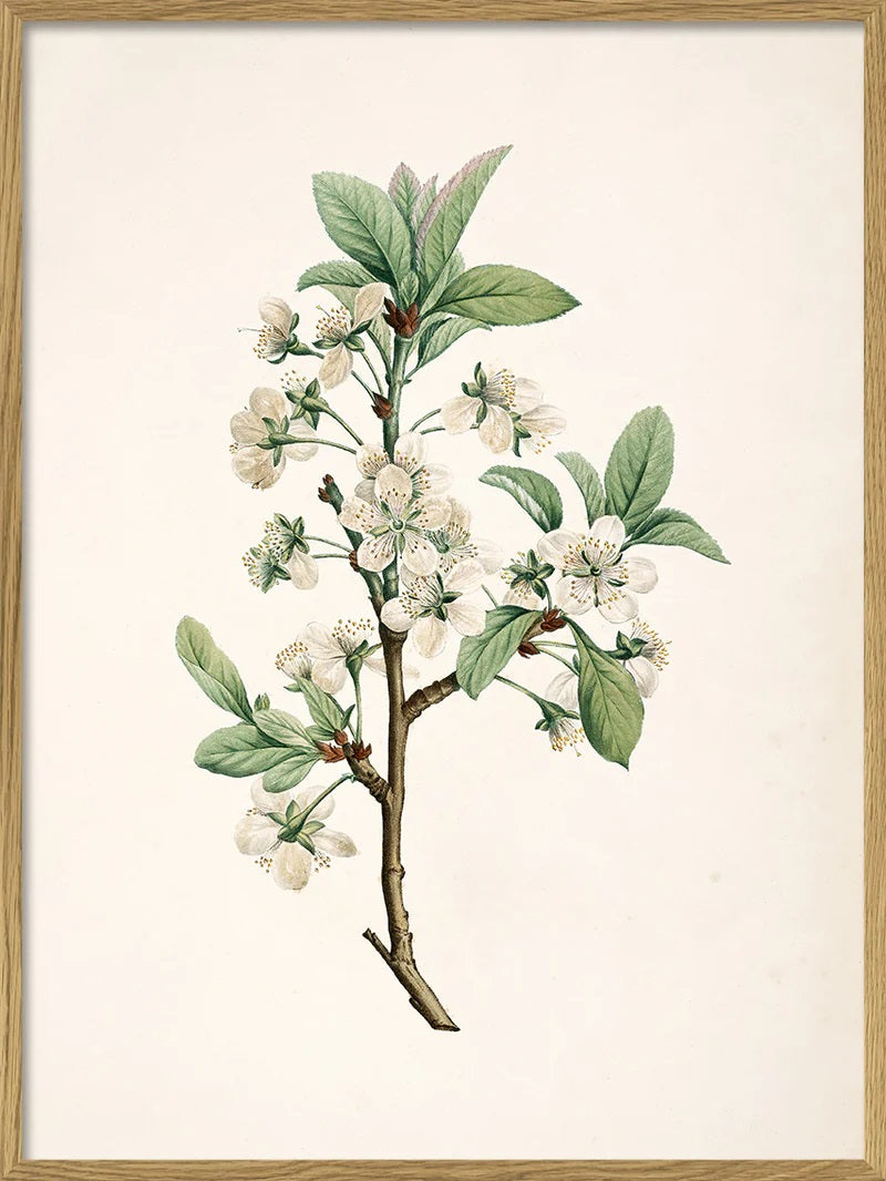 Dyb. 30x40 Prunus Domestica