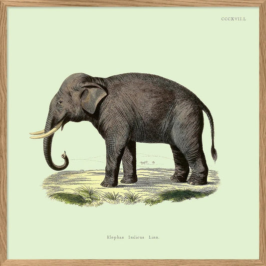 Dyb. Elefant 30 x 30 cm