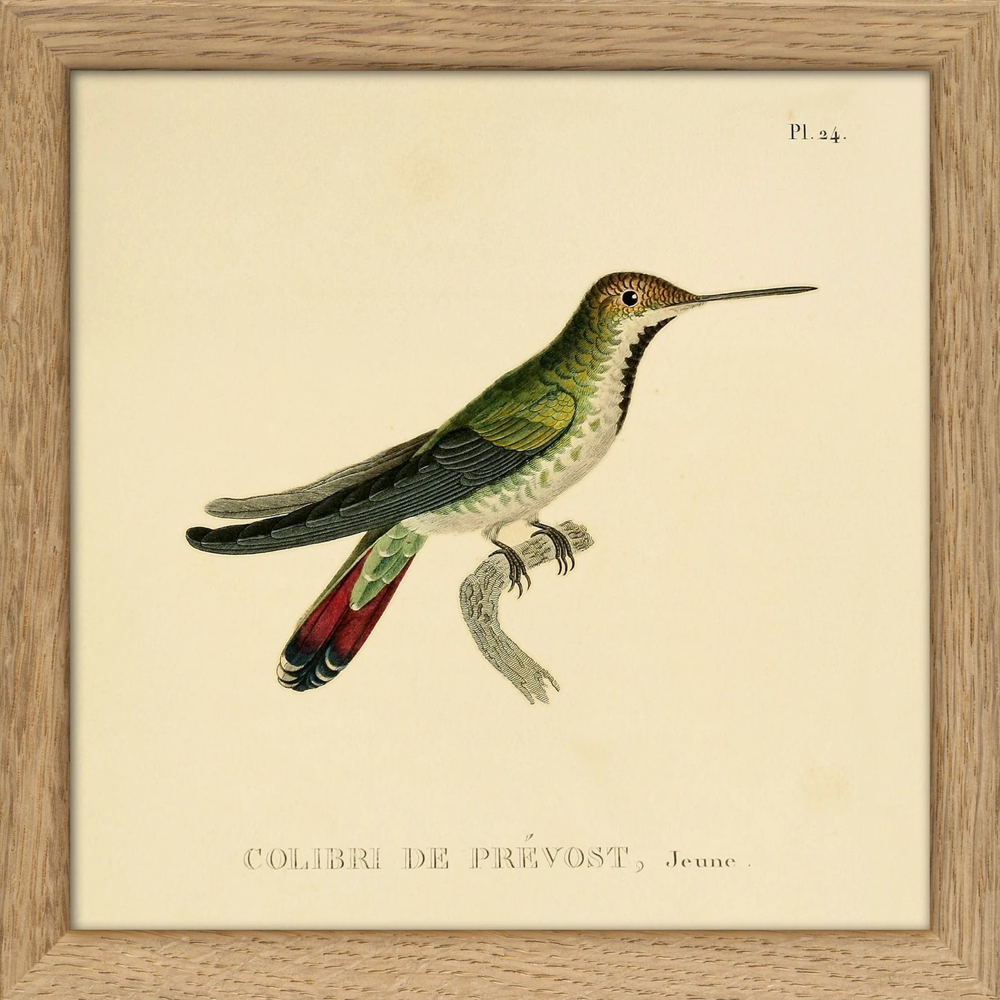 Dyb. Kolibri, weißer Bauch, 15x15