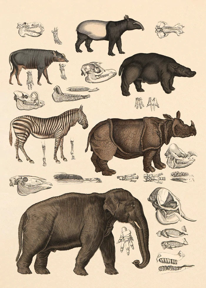 Dyb. Elefant, Nashorn 30x40