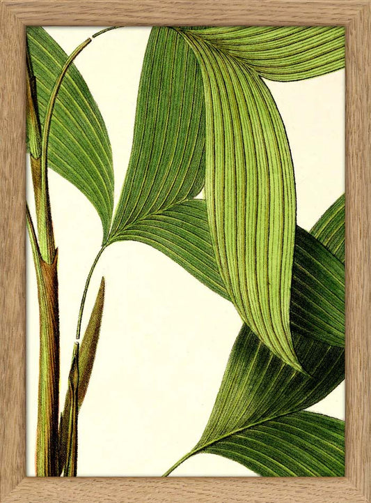 Dyb. glatte Blätter, 15 x 21 cm
