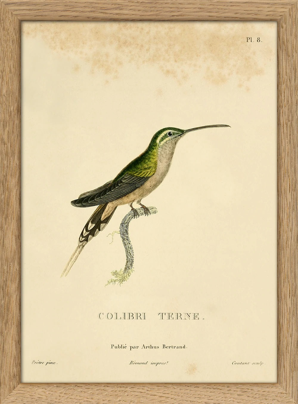 Dyb. Kolibri hellgrün, Schwanz schwarz-weiß 15x21