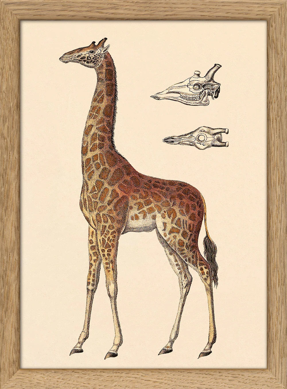 Dyb. Giraffe 15x21