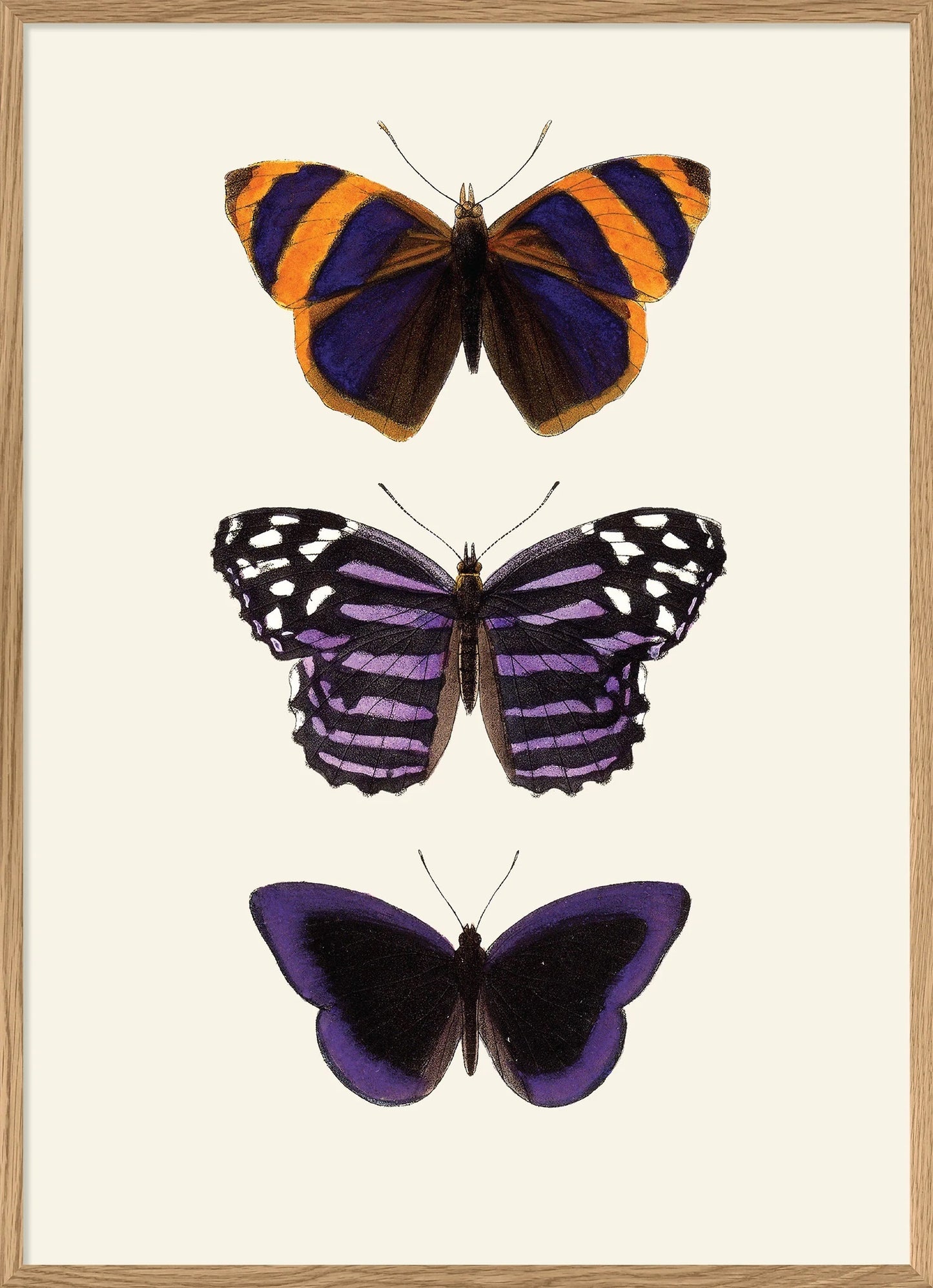 Dyb. Schmetterlinge Rhopolacea