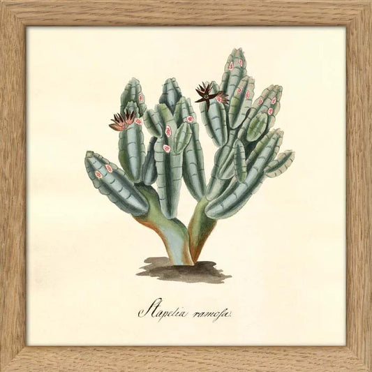 Dyb. Kaktus, verzweigt, 15x15 cm