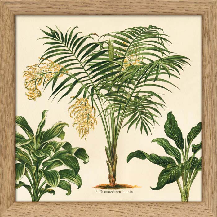 Dyb. kleine Palme, 15x15 cm