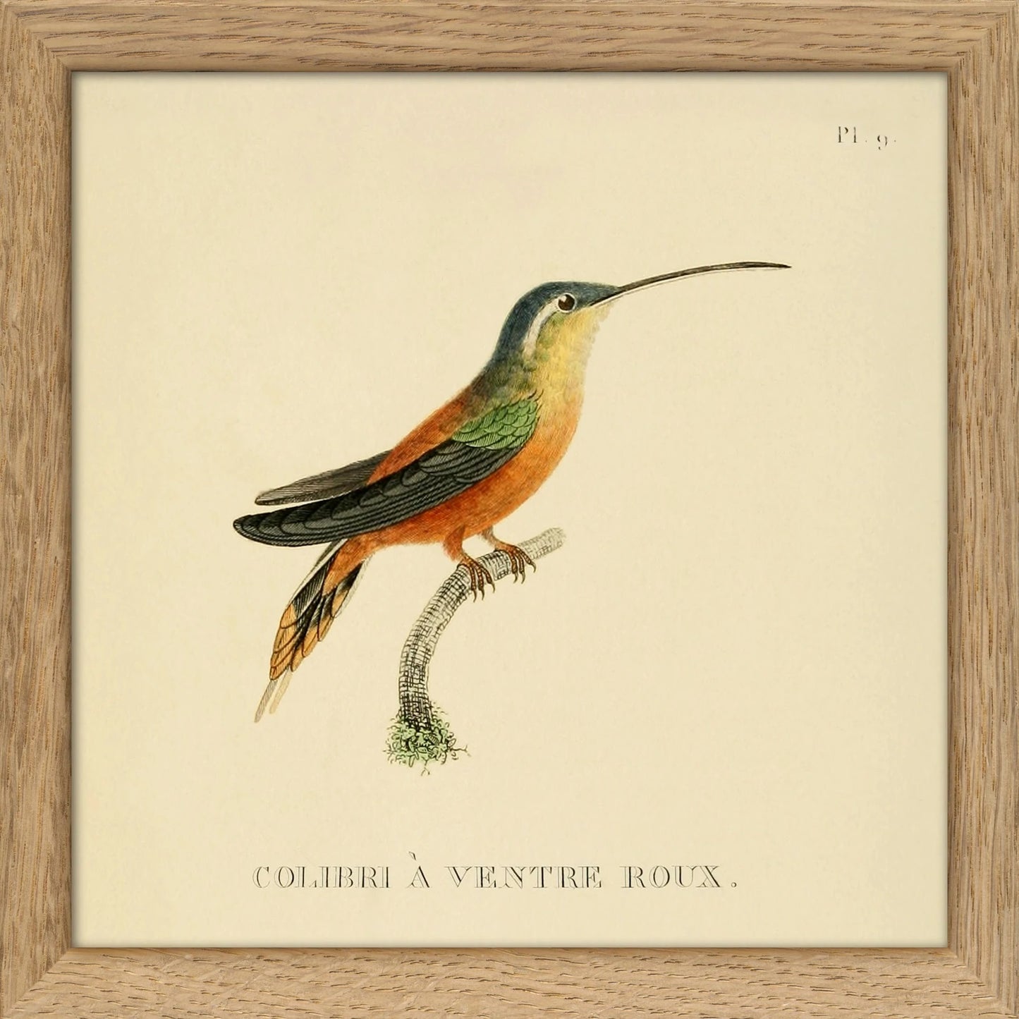 Dyb. Kolibri oranger Bauch 15x15