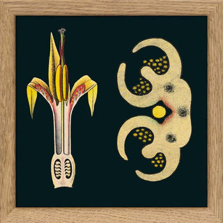 Dyb. schwarz, Blüte & Querschnitt, 15x15 cm