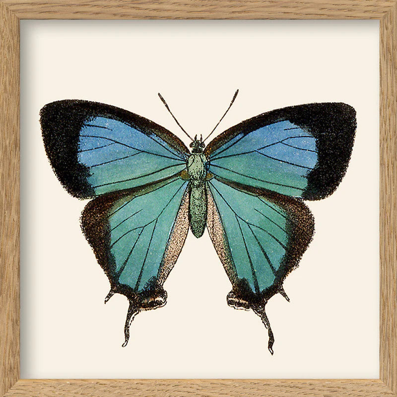 Dyb. Mini Schmetterling türkis