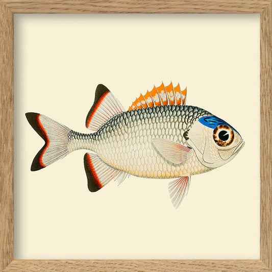 Dyb. Mini Fisch orange Flosse