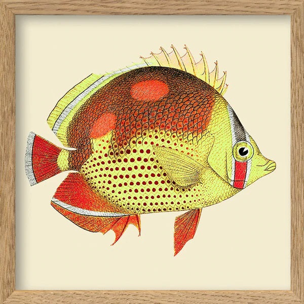 Dyb. Fisch Gelb-Orange 15x15
