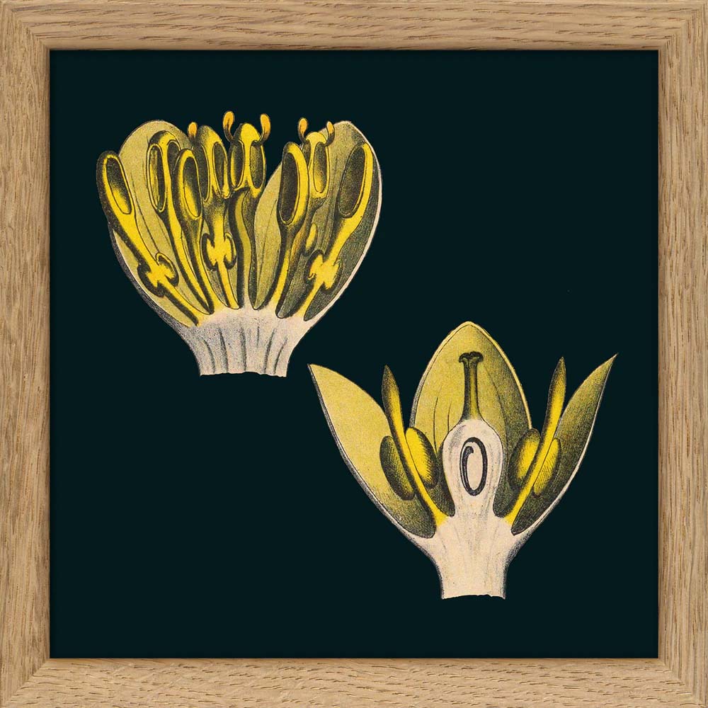 Dyb. schwarz, zwei gelbe Blüten 15x15