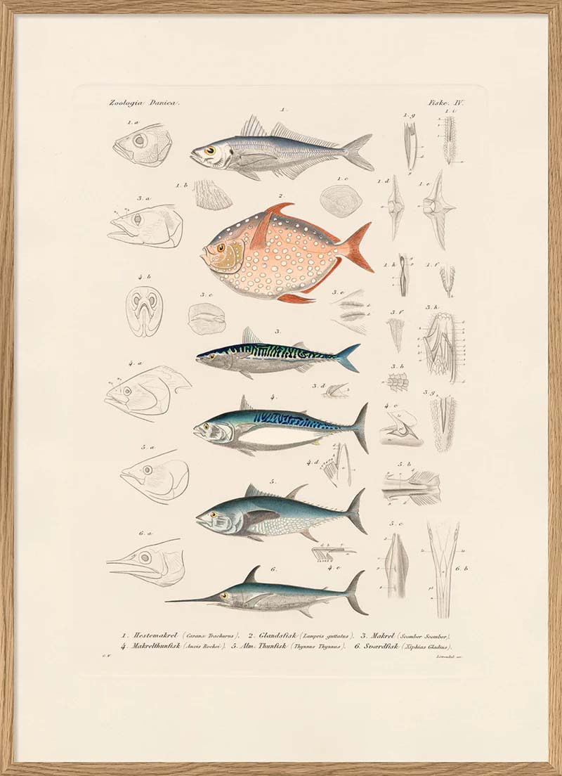 Dyb. Zoologica Fisch 30 x 40