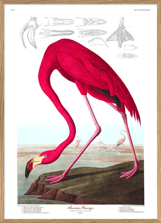Dyb. Flamingo