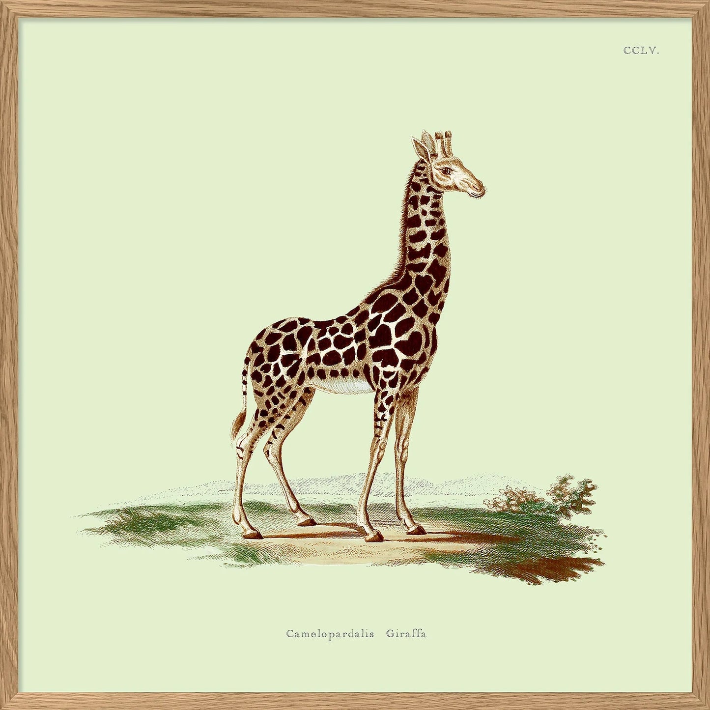 Dyb. Giraffe 30 x 30