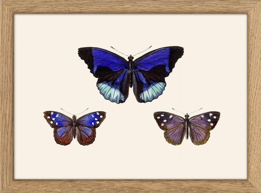 Dyb. Miniprint Three Blue & Purple Butterflies