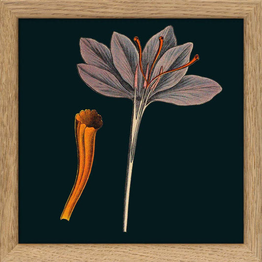 Dyb. schwarz, Blüte Orange 15x15