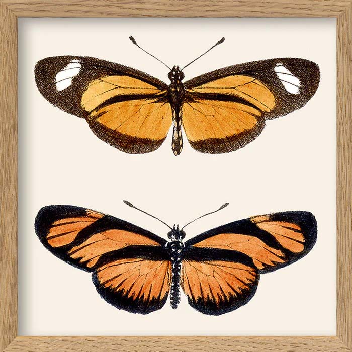 Dyb. Miniprint Schmetterlinge Orange