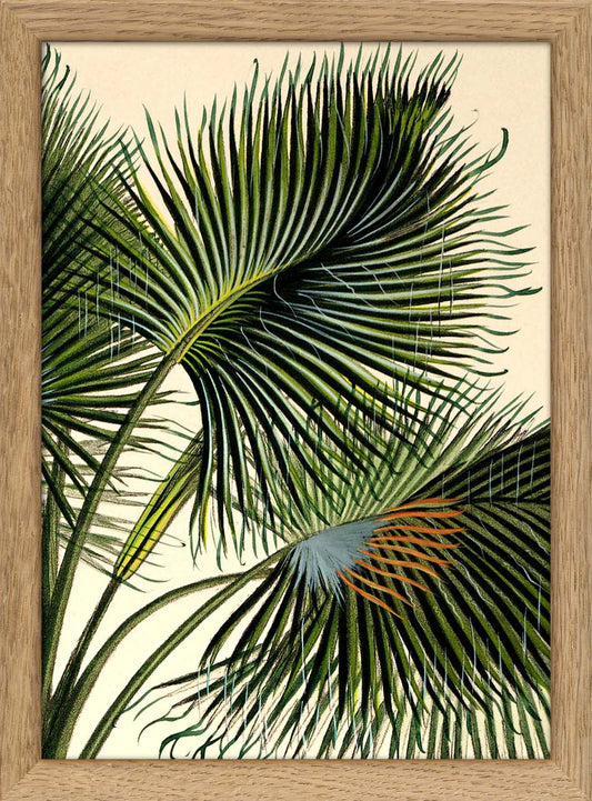 Dyb. Palmblätter, 15 x 21 cm
