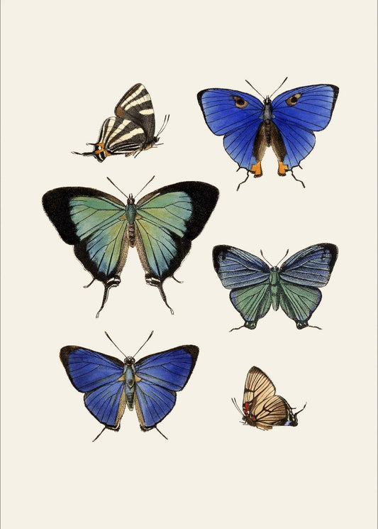 Dyb. Schmetterlinge blau 30 x 40