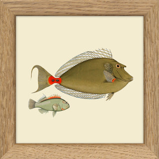 Dyb. Fische Oliv