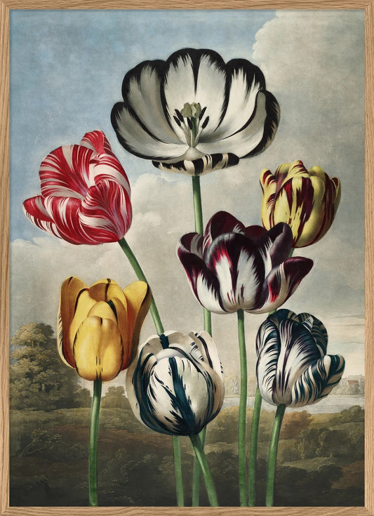 Dyb. 70x100 Tulpen