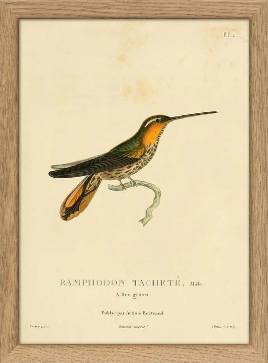Dyb. Kolibri, oranger Hals