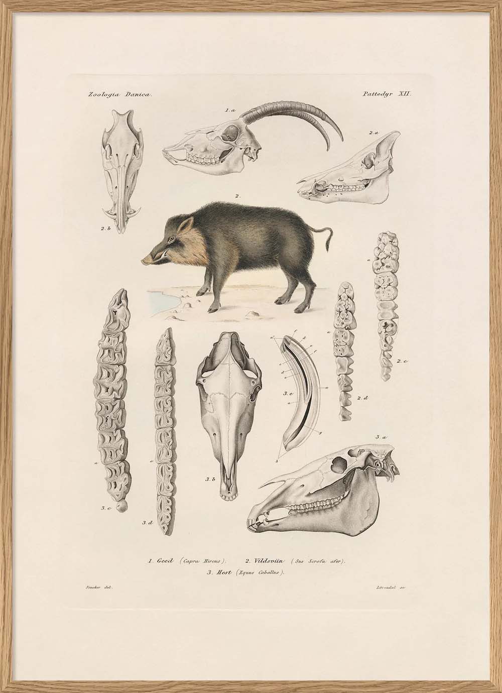 Dyb. Zoologica Wildschwein 30 x 40