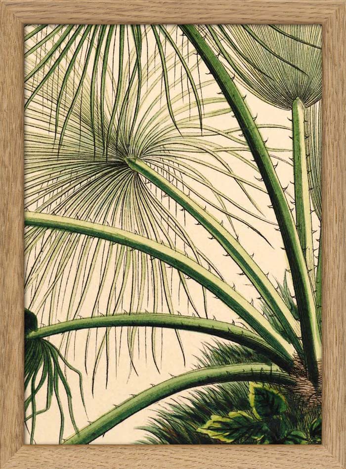 Dyb. Palmblätter, zart 15x21
